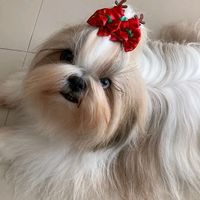 laislaiscavalcante6767