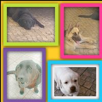 _my...animalsx_