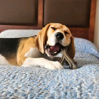 beagleaukan