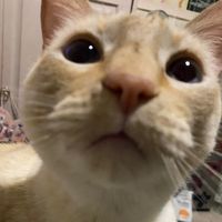 kittyrina
