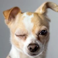 vsdog