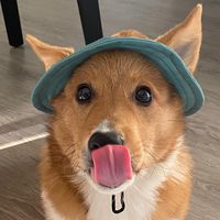 gunnerthecorgi1