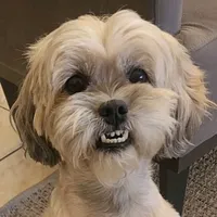 original sound - tocha_dog