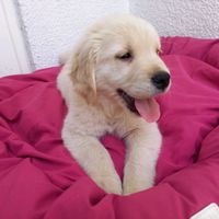 lupitagoldenlife