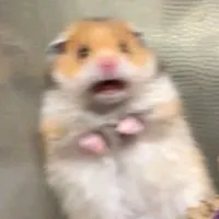 original sound - monystudyes