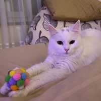 kissulea_cat