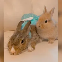 original sound - bellaytambor