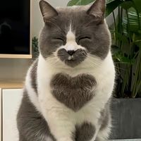 amycat88