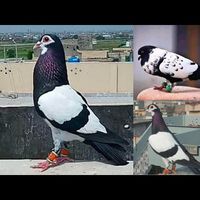 peshori.pigeons