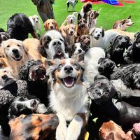 zuccosdoghouse0