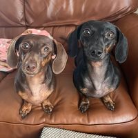 rubyandroxy_rowdydoxies