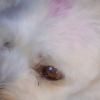 kitty._.luluca2