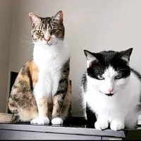 original sound - oreoandpumpkinspice