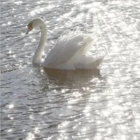 original sound - lanitasdeslre