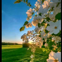 original sound - mathabathanyawo99