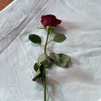 asma_omar_sh0