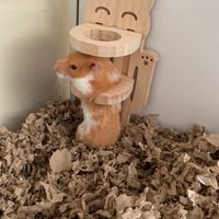 wafflethetiktokhamster