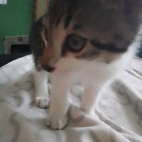 .the..cat...leo