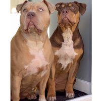 luna.yogi_xlbullyuk