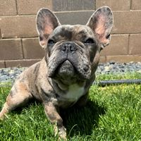 onyx.d.frenchie
