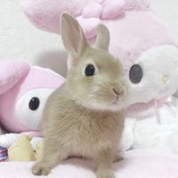 fairybabydollprincess