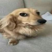 iglpuppyalt