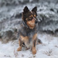 blue_thehealer