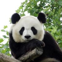 原聲