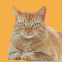 original sound - klaus.ogato