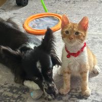 rubi.and.simba