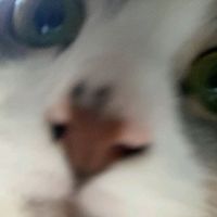 forg.com