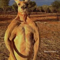 canela2093
