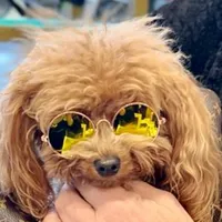 original sound - poodletoytaty0