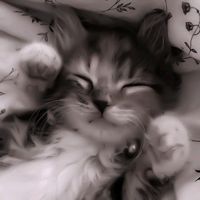 gatinh098feliz