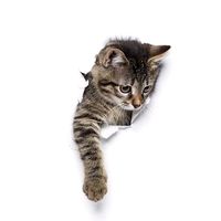 suara asli - BooAndBee