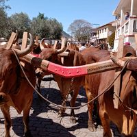 allanzinhodapecuaria