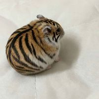 degencrash