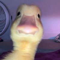 som original - fawky