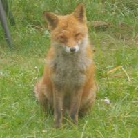 notaverysmartfox