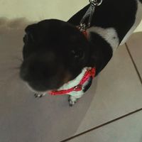 ofc_tropadotaspio