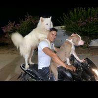 williperez69