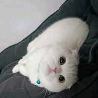 koti_scottish
