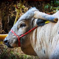 _michael_bustamante_