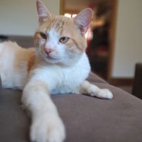 romeu_gatinho_tcat