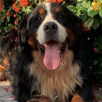zendogs2