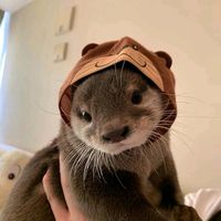 dunkyswzr