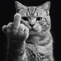 enjoy.zsu