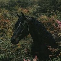 isadora_cavalos