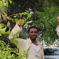 الصوت الأصلي