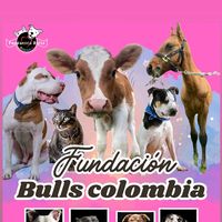 bullscolombia